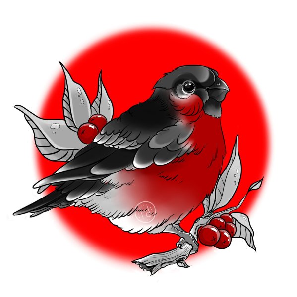 Снегирь рисунок