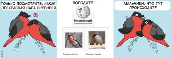 Снегирь прикол