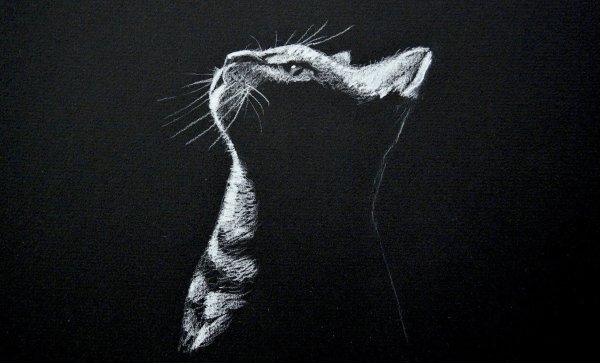 Рисунки белым по черному