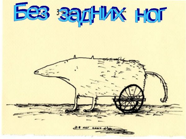 Фразеологизмы прикольные картинки