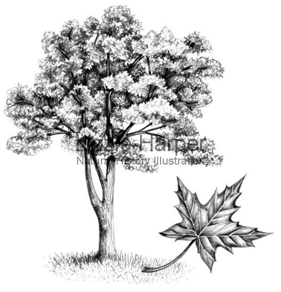 Клен дерево эскиз
