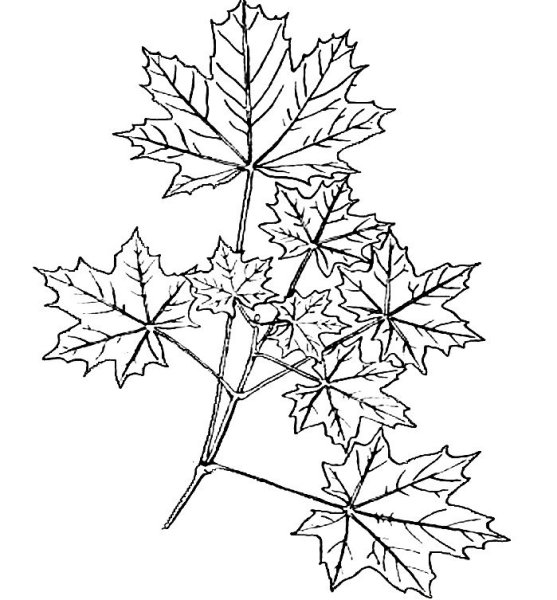 Клен остролистный ветка