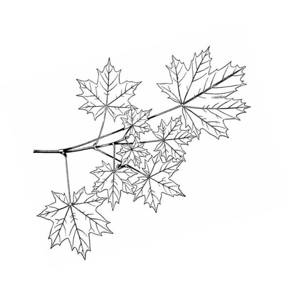 Дуб раскраска