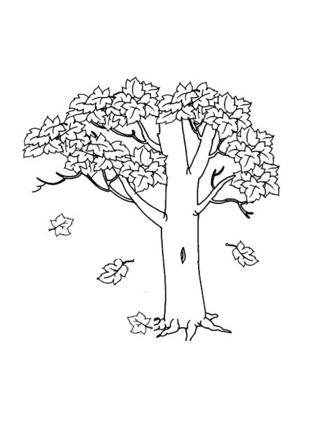 Acer saccharinum drawing
