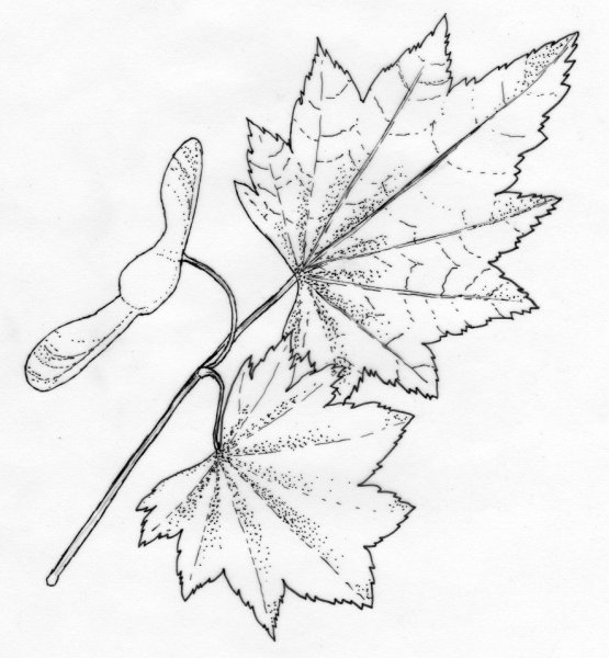 Лист клена раскраска