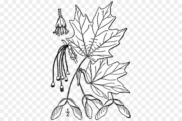 Клен раскраска