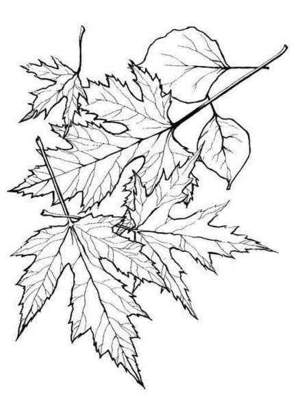 Листья деревьев раскраска