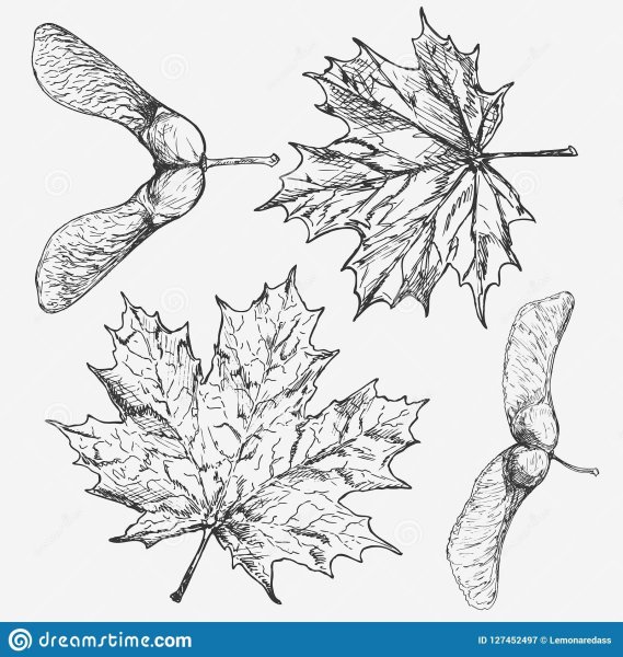 Листочек клена контур