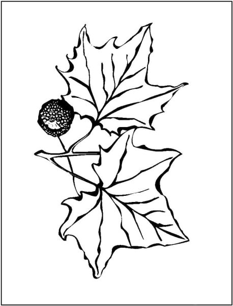 Ветка клена рисунок