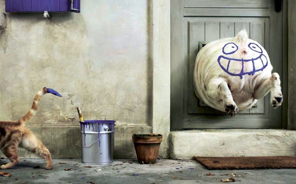 Фотообои смешные