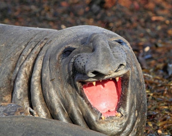 Морж улыбается