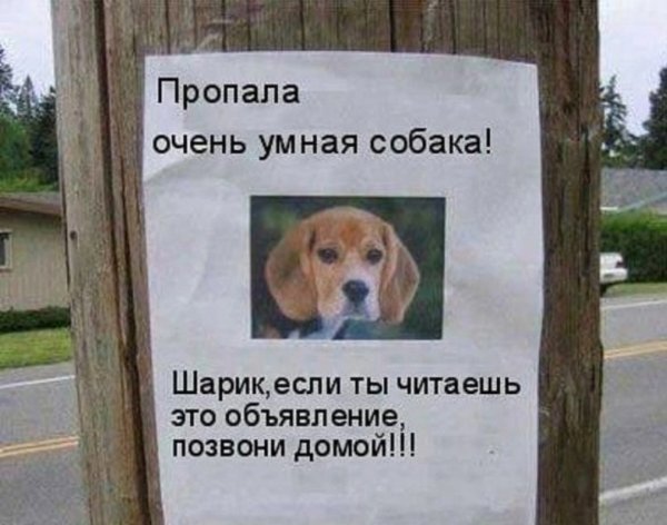 Пропала очень умная собака