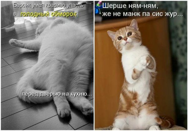 Смешные картинки с надписями до слез