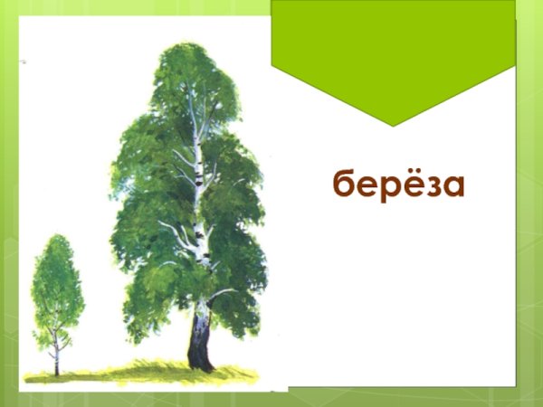 Артюхова большая береза