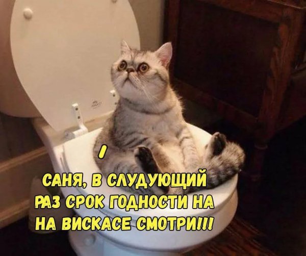 Смешной кот с подписью