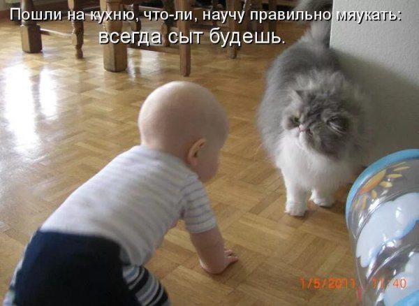 Про животных с надписями