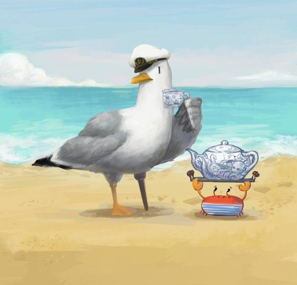 Чайка Капитан