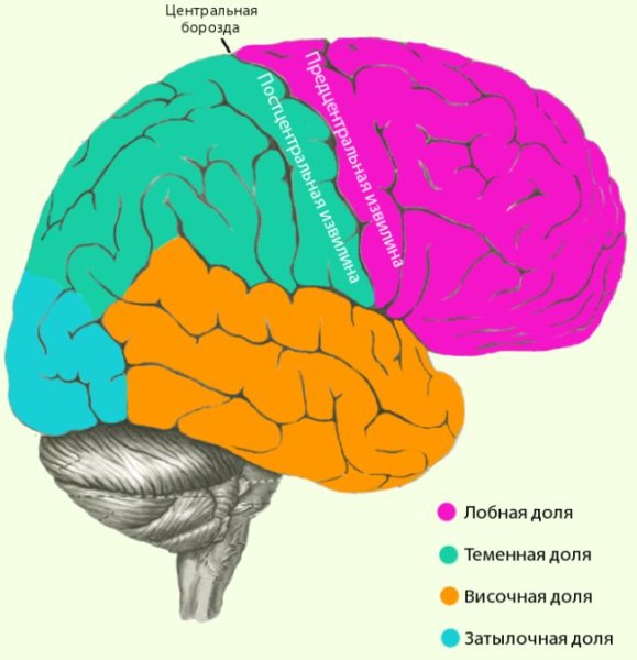 Затылочная доля головного мозга анатомия