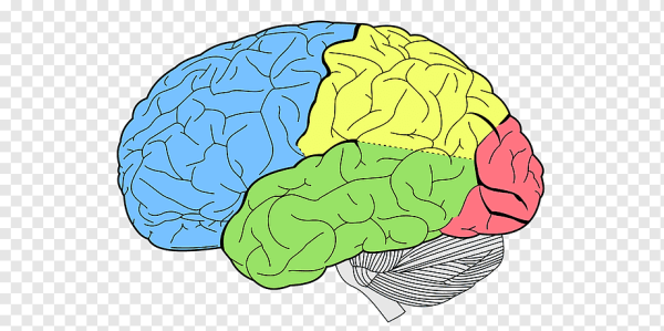 Большие полушария головного мозга доли