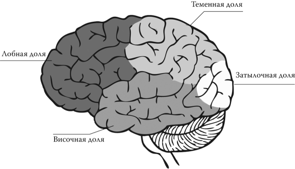 Лобная затылочная височная доли мозга