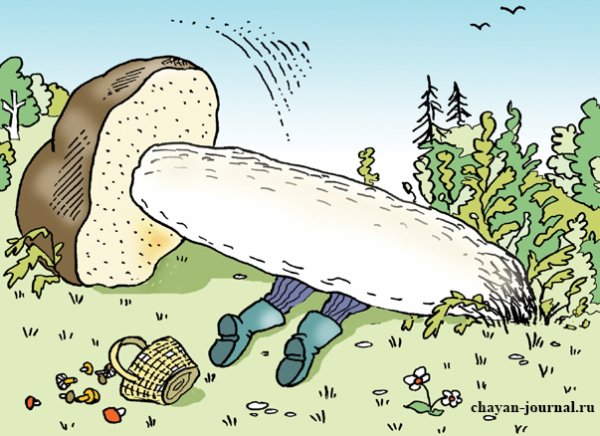 Грибник карикатура