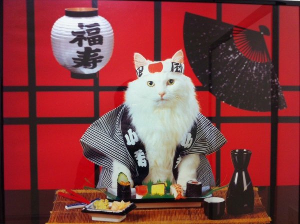 Кот в кимоно