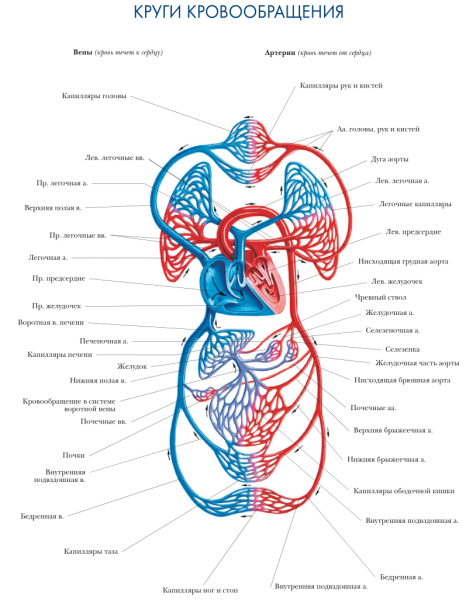 Система кровообращения человека схема