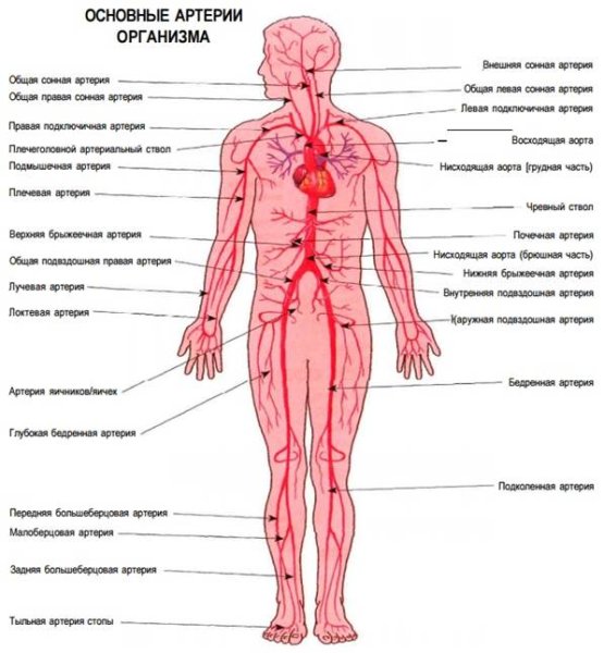 Сосуды большого круга кровообращения схема