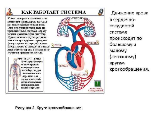 Система кровообращения человека схема