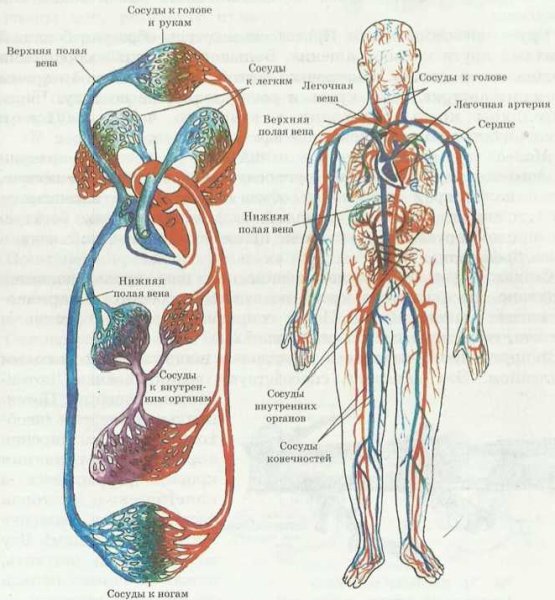 Сердечно сосудистая система артерии и вены