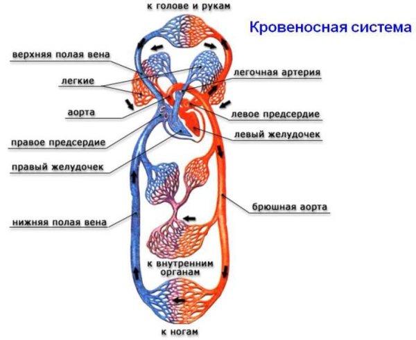 Круги кровообращения человека анатомия