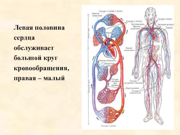 Круги кровообращения топографическая анатомия