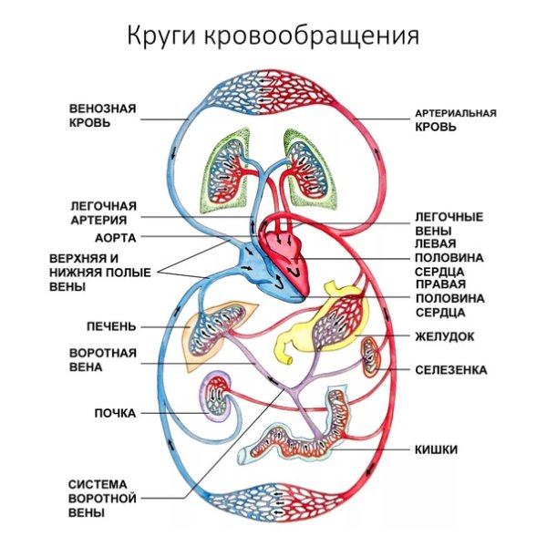 Строение кровеносной системы