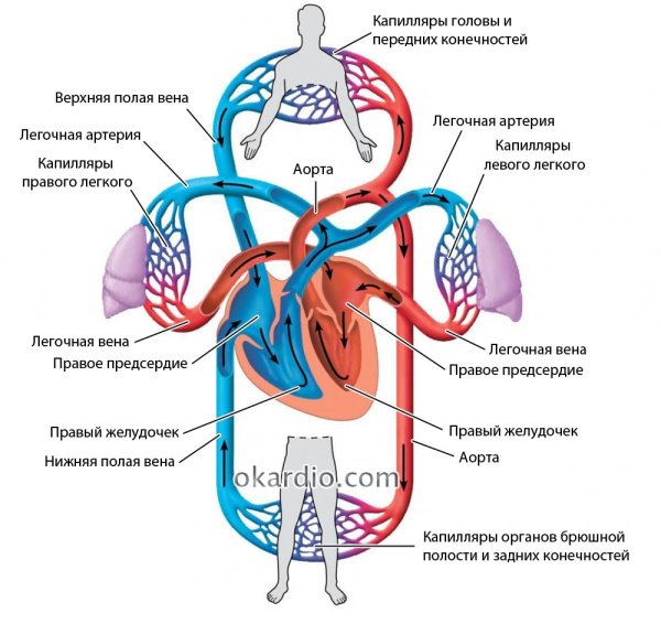 Схема кровотока в организме человека