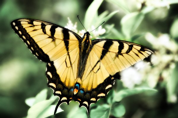 Бабочка желтая с черным