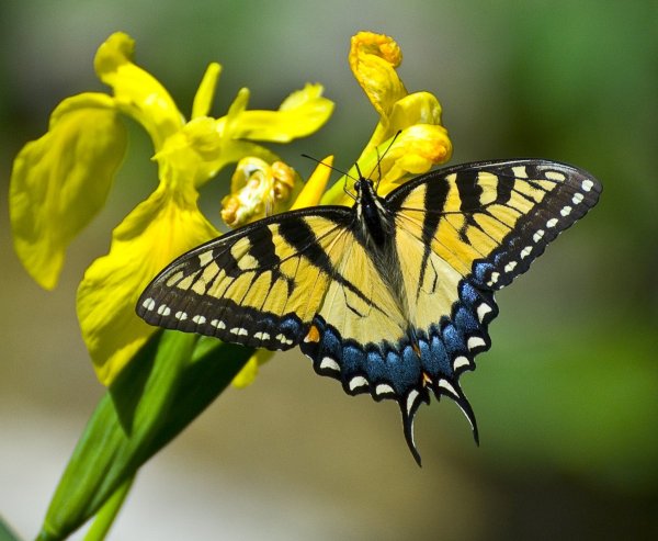 Бабочка парусник главк