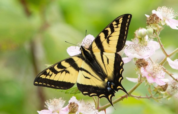 Желто черная бабочка Махаон
