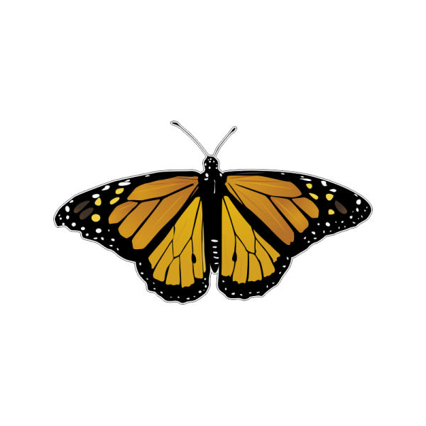 Бабочка желтая с черным