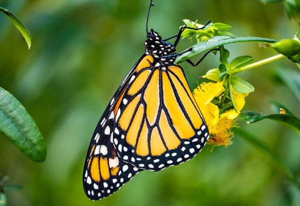 Бабочка Аделаида Монарх
