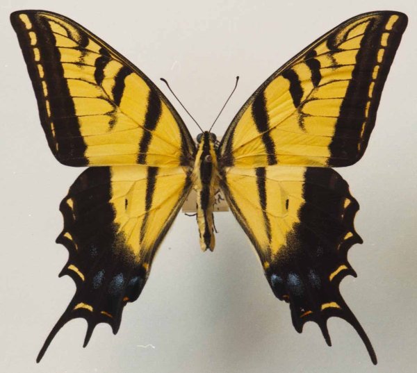 Желтая бабочка Махаон