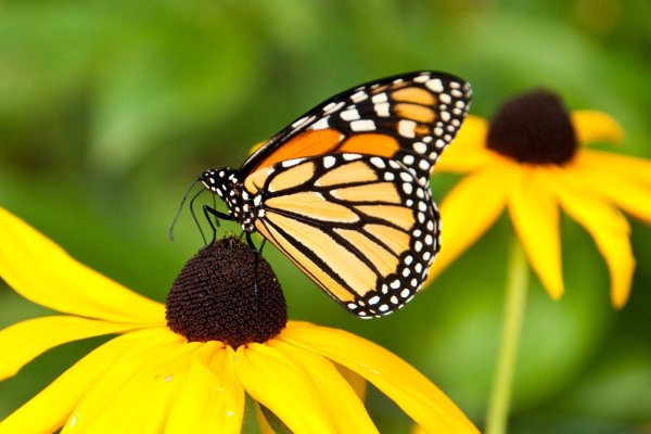 Черно желтая бабочка Монарх