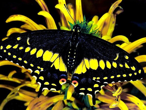 Желтая бабочка Махаон