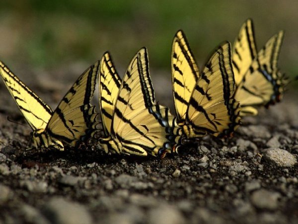 Крупная желтая бабочка с черными прожилками