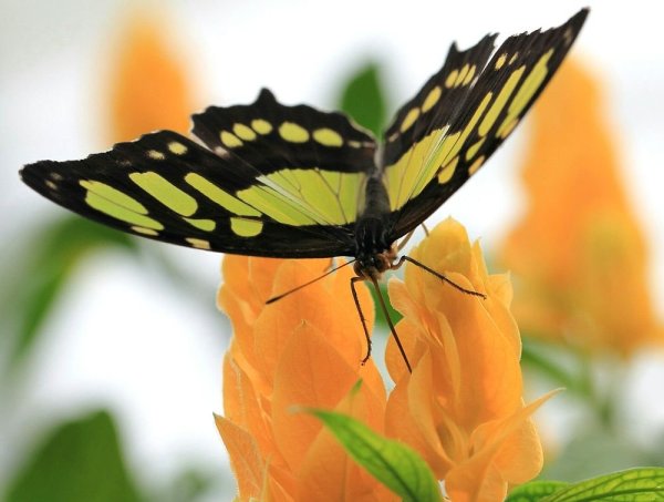 Черно желтая бабочка
