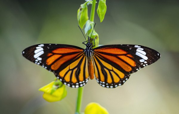 Danaus chrysippus