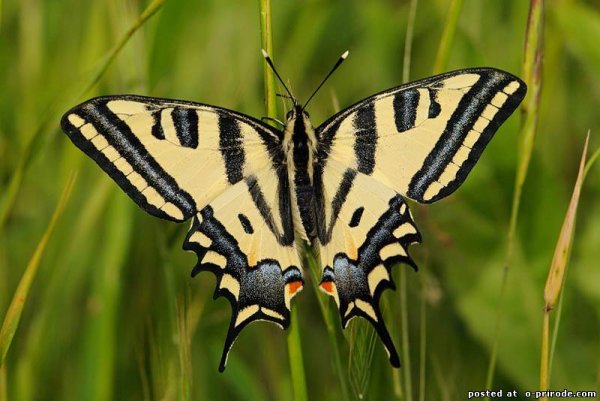 Парусник Алексанор бабочка