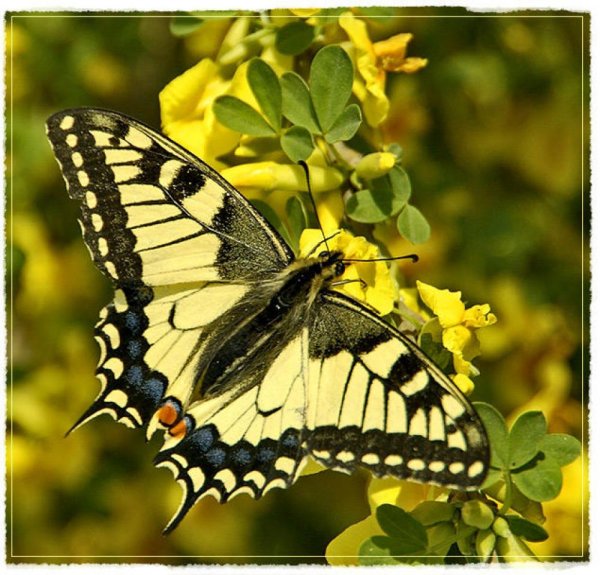 Желтая бабочка Махаон название