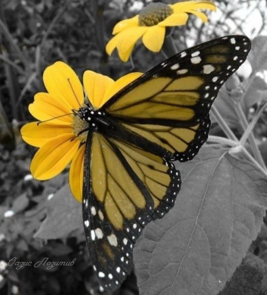 Желтые бабочки Монарх