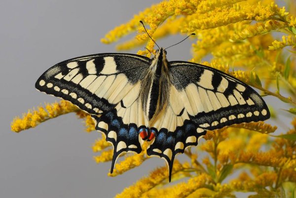 Бабочка парусник Махаон