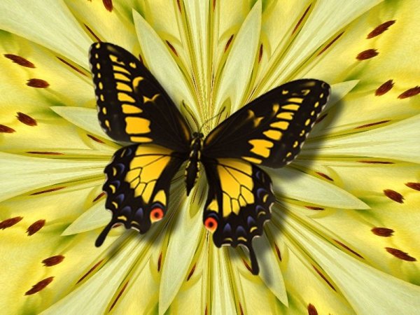 Бабочка желтого цвета